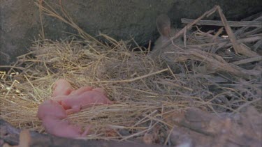 of pack rat baby litter in foreground, mother behind