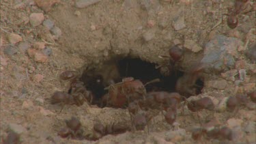 ants entering and exiting hole, winged female emerges from hole entrance