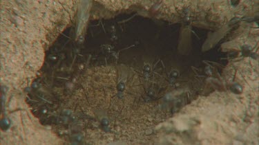 ants entering and exiting hole, numerous winged ants at hole entrance. Just about to fly