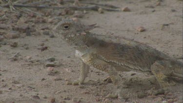 Horned lizard eating ants as they move along pheromone trail.