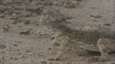 Horned lizard eating ants as they move along pheromone trail.