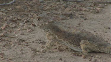 Horned lizard eating ants as they move along pheromone trail.