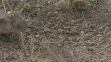 Horned lizard eating ants as they move along pheromone trail.