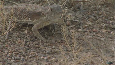 Horned lizard eating ants as they move along pheromone trail.