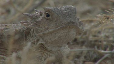 horned lizard head