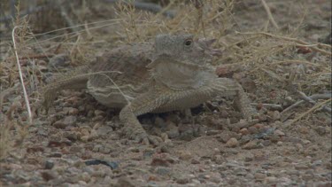 horned lizard with ants running in foreground