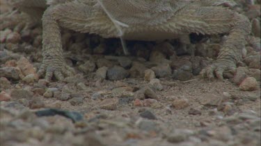 of ants running along trail, lizards legs in background