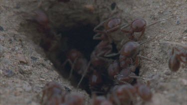 pogo ants entering and exiting entrance hole.
