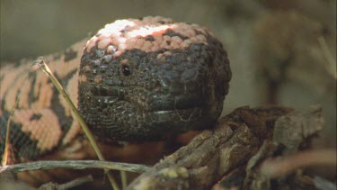 Gila Monster facing camera flicking tongue in and out whilst in burrow.
