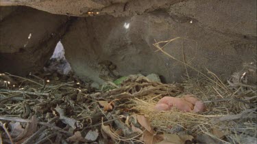 Gila Monster enters burrow, approaches young pack rats nest, grabs one.