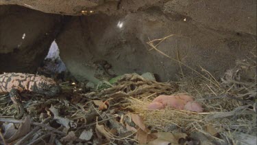 Gila Monster enters burrow, approaches young pack rats nest, grabs one.