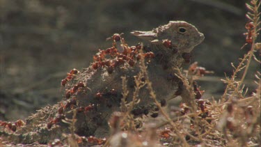 Pogo ants covering horned lizard, lizard's skin impenetrable to stings