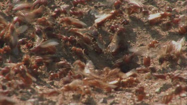 ants with wings running around nest, before flight