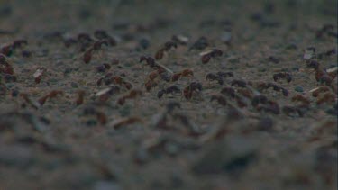 ants with wings running around nest, before flight