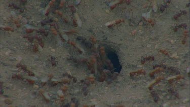 zoom in and out ants with wings running around nest, before flight