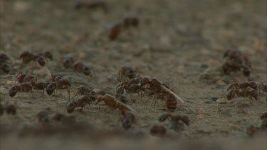 winged and non winged ants on gravel