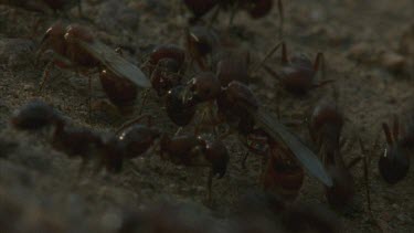 winged and non winged ants on gravel. Workers bite winged females legs to encourage her to fly