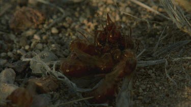 mass mating ants