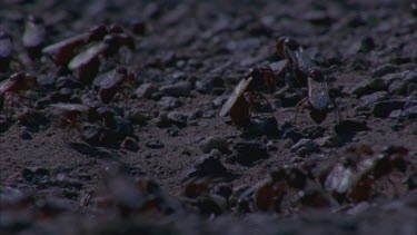 pogo ants milling around nest before dispersing