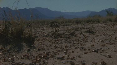 thousands of pogo ants mating and dispersing, zoom to stalks of grass with ants mating on it.