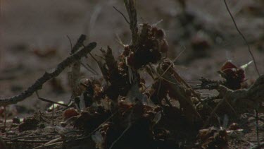 zoom out from ants mating on grass stalks to wide shot of thousands of mating and dispersing ants.