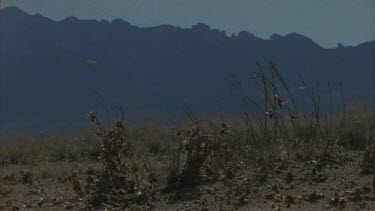 clusters of ants mating on stalks and on the ground