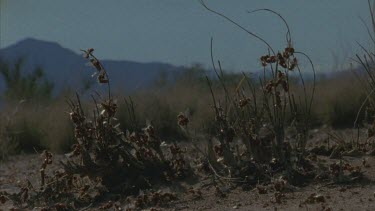 clusters of ants mating on stalks and on the ground