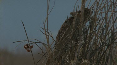 horned lizard on dry grass with ants flying around.