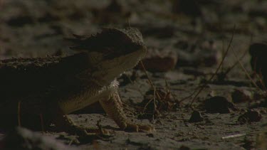 horned lizard poised to strike for ants