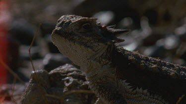 head of horned lizard