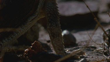 detail of horned lizard shoulder and limb