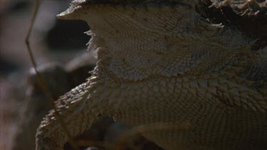 head of horned lizard