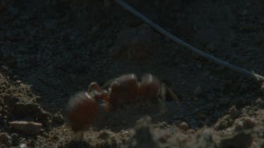 queen digging hole to start a new colony