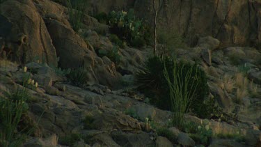 big horn male walking down rocky incline