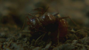 slave maker ant fights with Formica ant