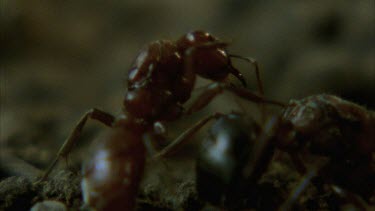 slave maker ant kills Formica ant