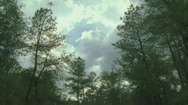 view looking up into cloudy sky, framed by trees