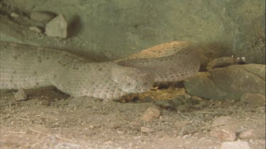 rattlesnake tastes air with tongue, flicking tongue