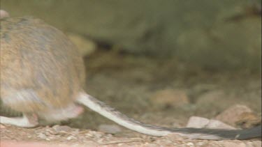 banner tail rat hopping