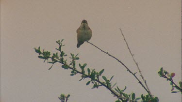 hummingbird in branches