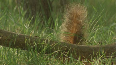 tail of a Chiricahuan fox squirrel