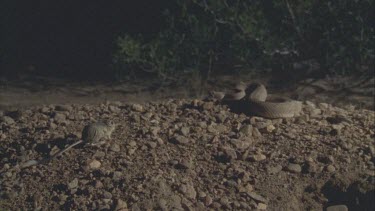 rattlesnake and rat face off, rat hops out of frame