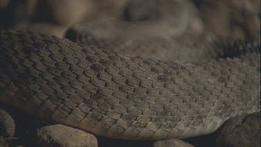 snake slithering, on scales