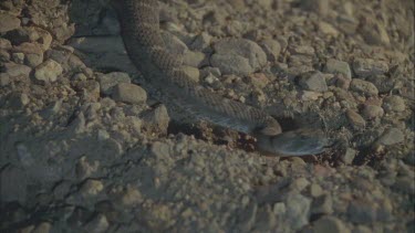 snake slithering towards camera