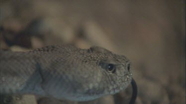 head of snake, looking around for prey