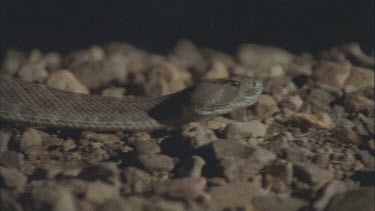 snake slithering fast along stony ground