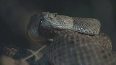 snake coiled up, with flicking tongue