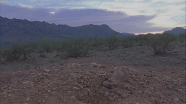 day break, sun rise over hills, rattlesnake slithering along stony ground