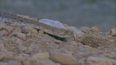 slithering along stony ground