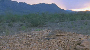 snake slithering towards camera